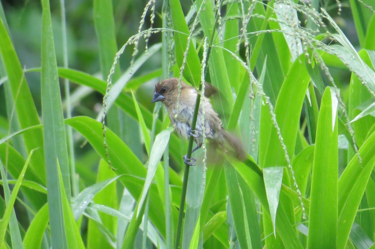 Scaly-breasted Munia - Dean Shoup