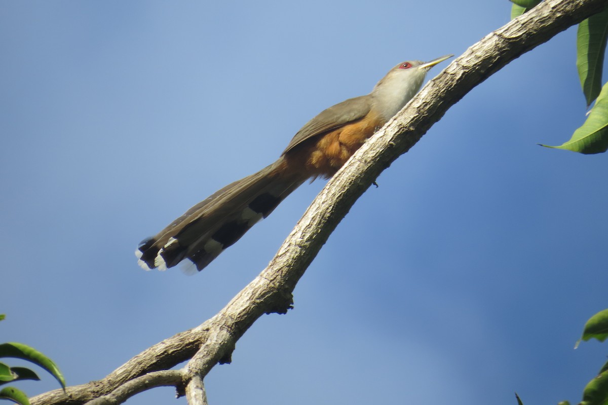 Puerto Rican Lizard-Cuckoo - ML137300921