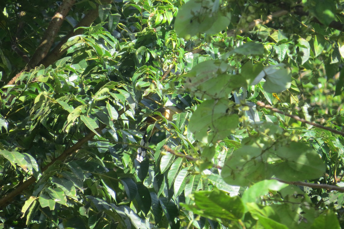 Mangrove Cuckoo - ML137301001