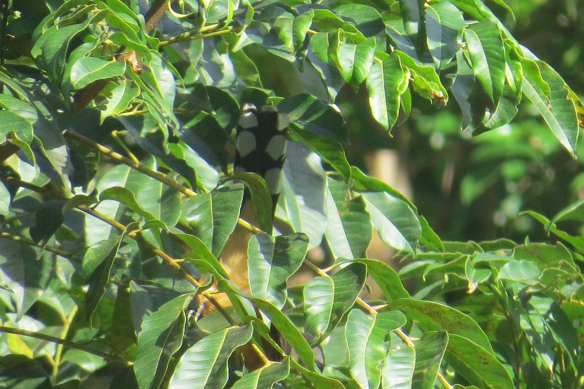 Mangrove Cuckoo - ML137301021