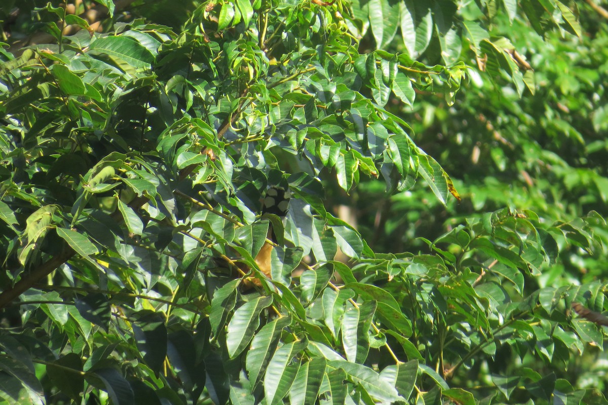 Mangrove Cuckoo - ML137301031
