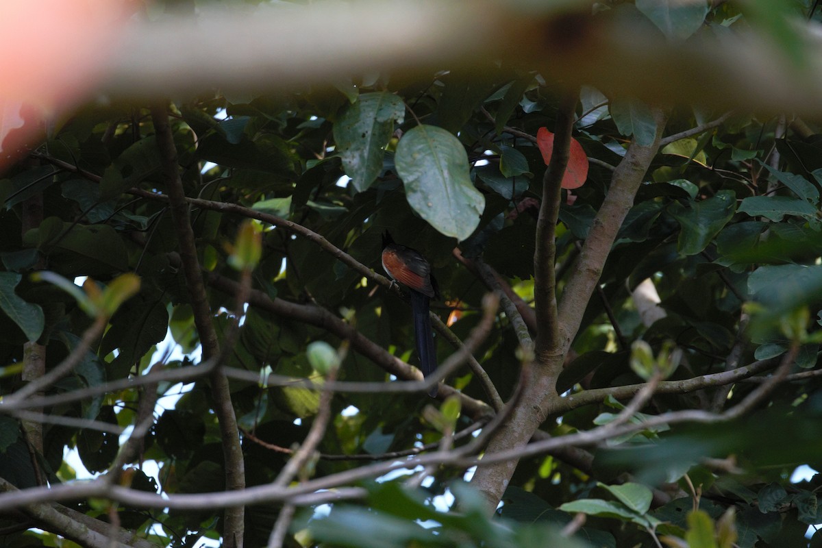Chestnut-winged Cuckoo - Kian Guan Tay