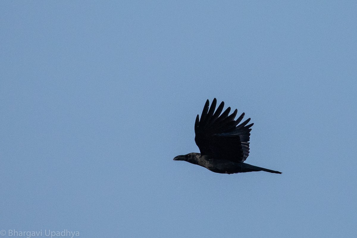 Large-billed Crow (Eastern) - Bhargavi U