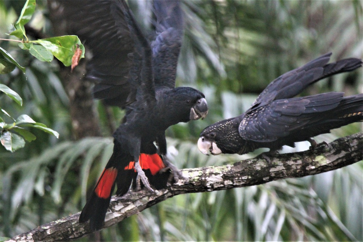 Red-tailed Black-Cockatoo - Mark Conboy