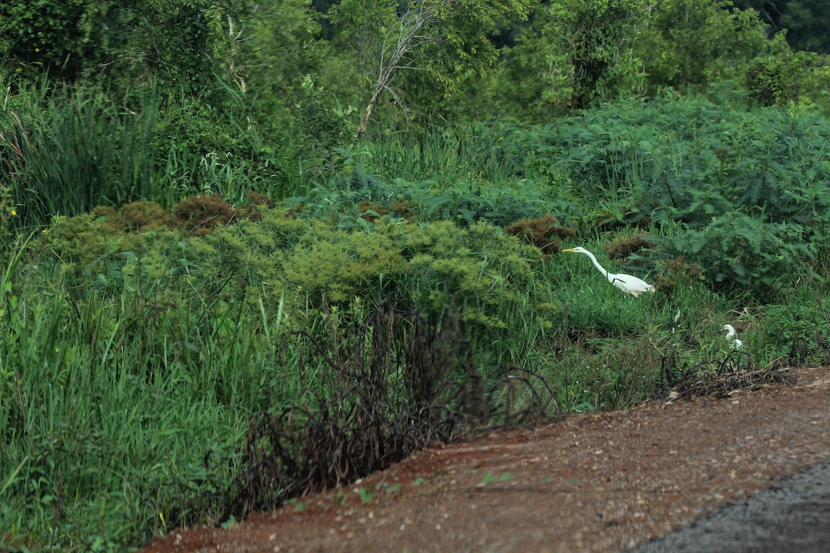 Great Egret (modesta) - ML137309021
