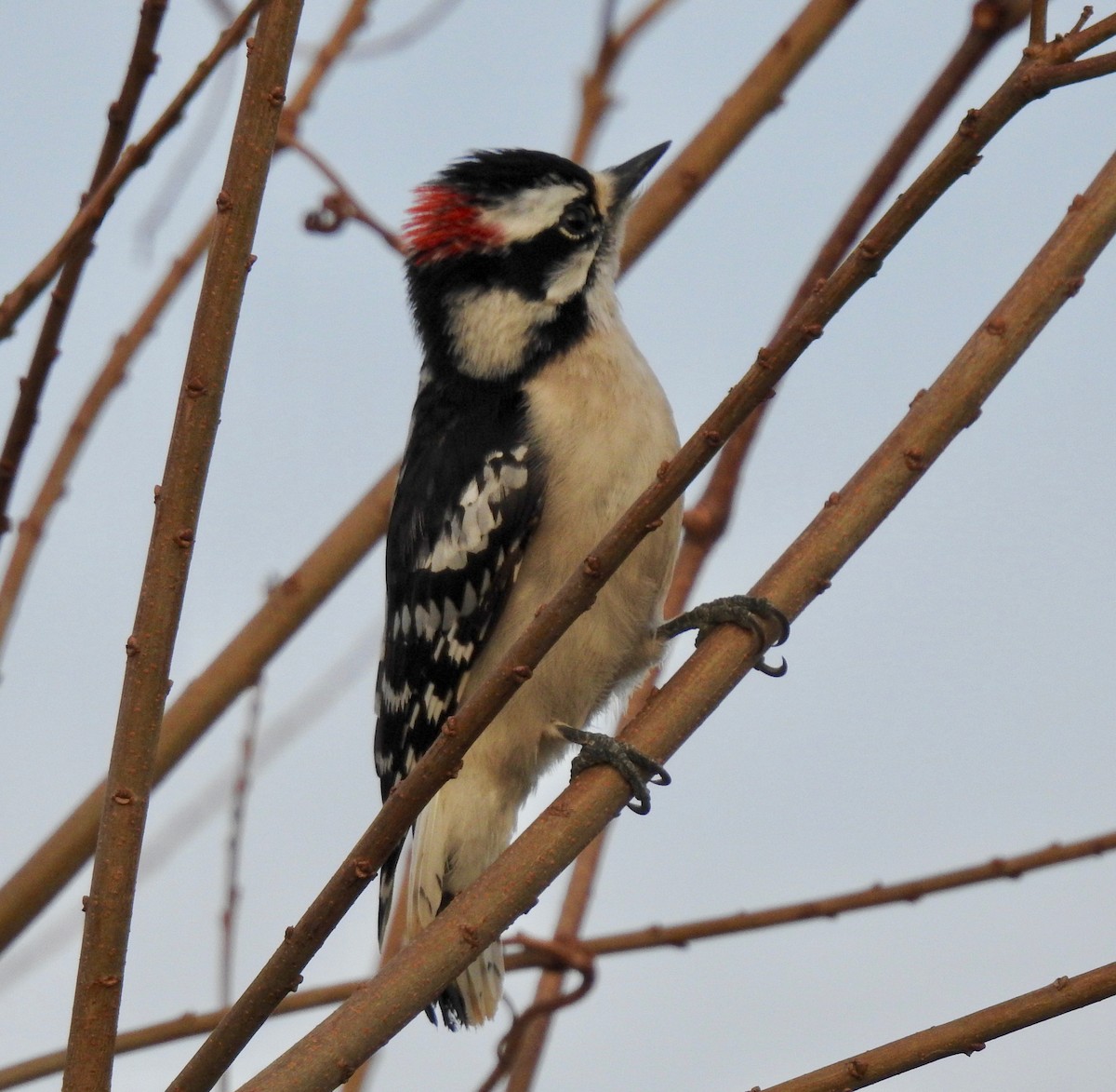 Downy Woodpecker - Van Remsen