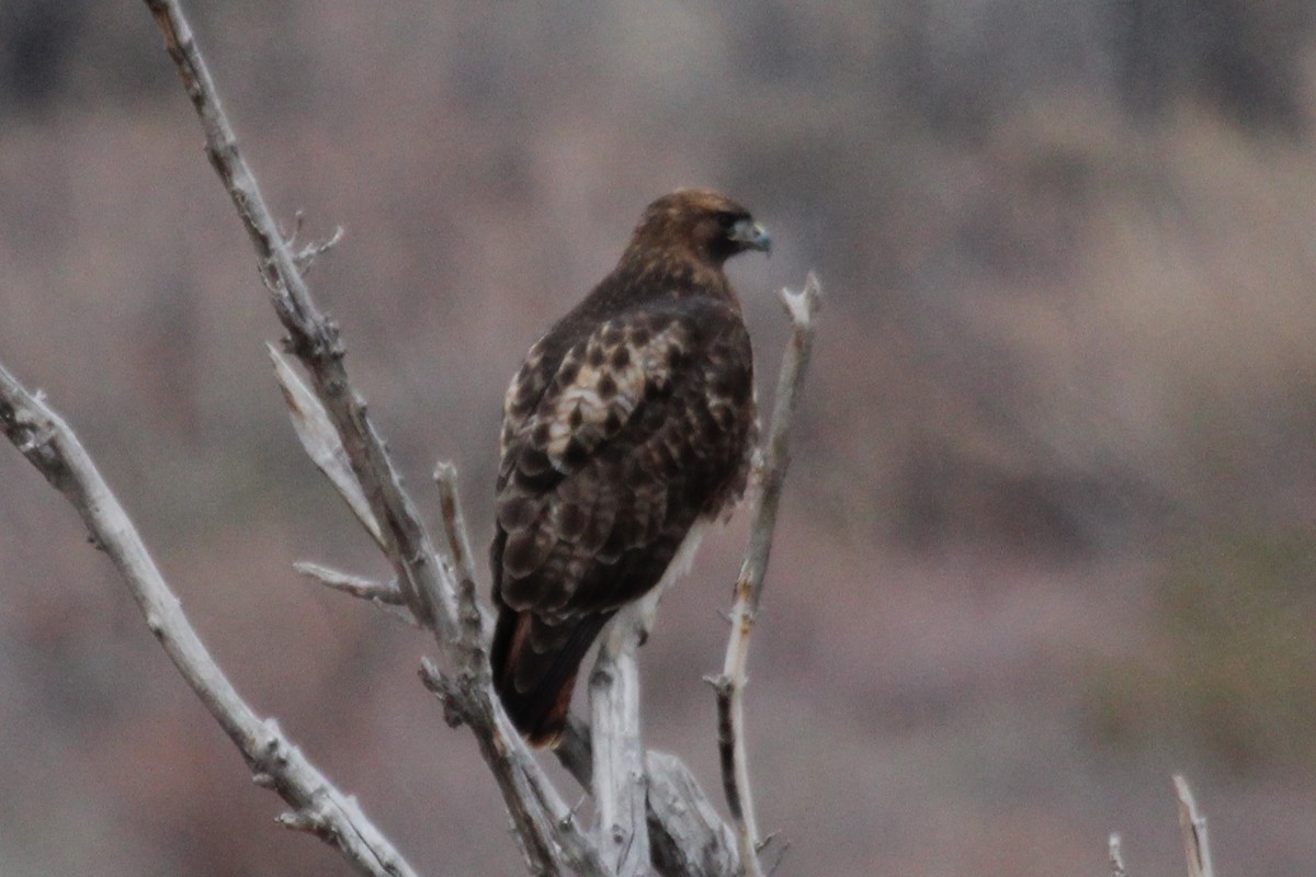 Red-tailed Hawk - ML137311961