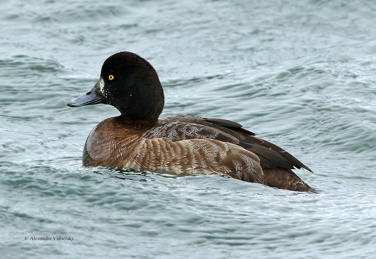 Greater Scaup - ML137313011