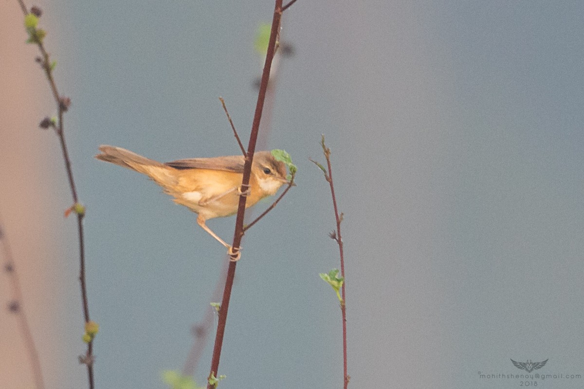Paddyfield Warbler - Mohith Shenoy