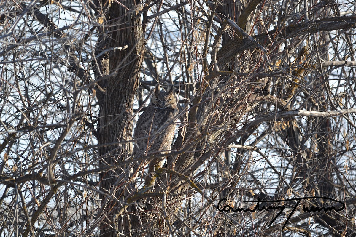 Great Horned Owl - ML137318671