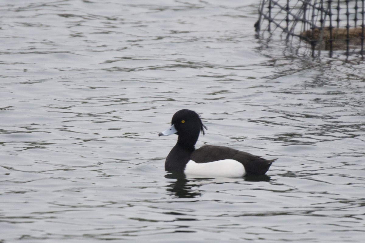 Tufted Duck - ML137319821