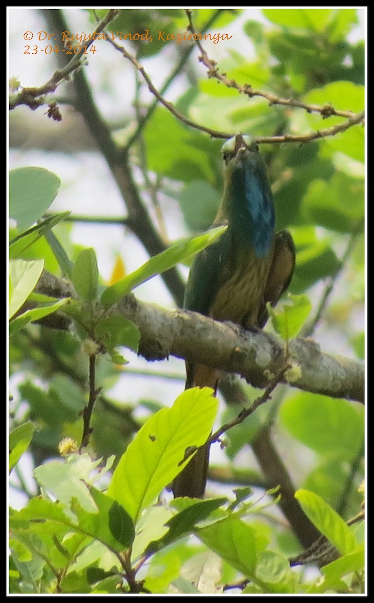 Blue-bearded Bee-eater - ML137323451