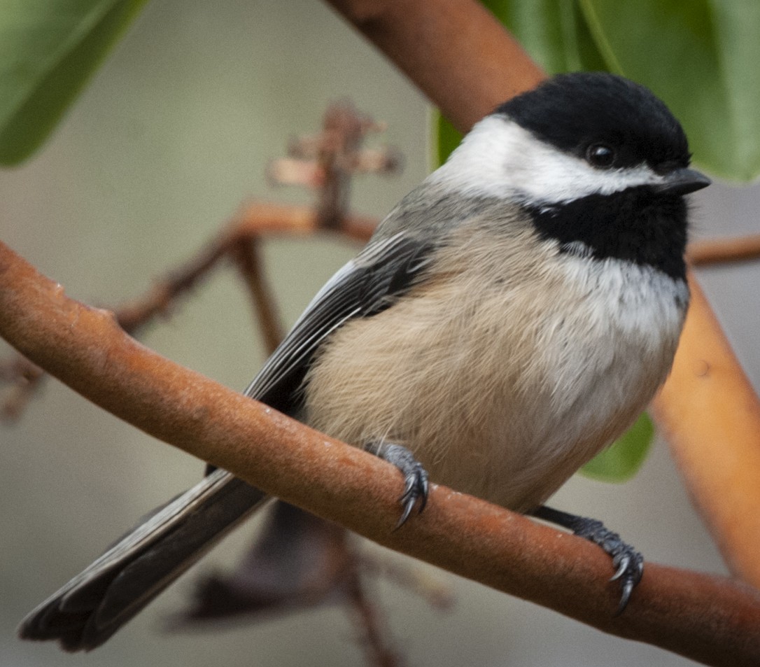 Black-capped Chickadee - Cliff Peterson