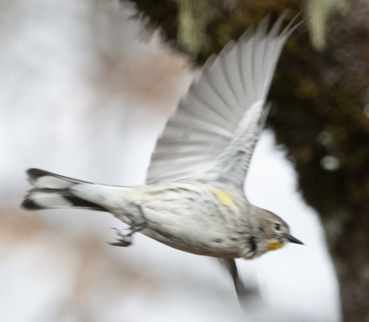 Yellow-rumped Warbler (Audubon's) - Cliff Peterson