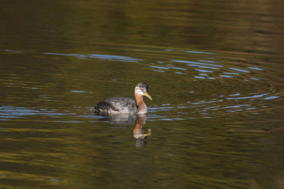 Red-necked Grebe - ML137325721