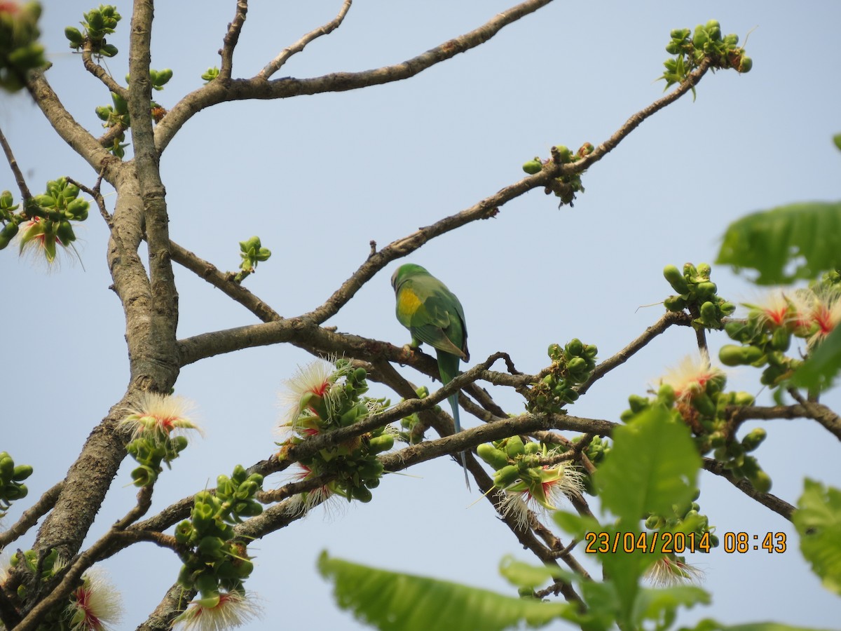 Red-breasted Parakeet - ML137325771