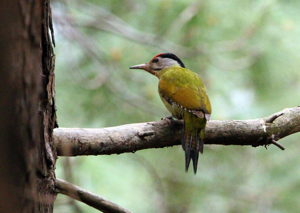 Gray-headed Woodpecker - ML137326761