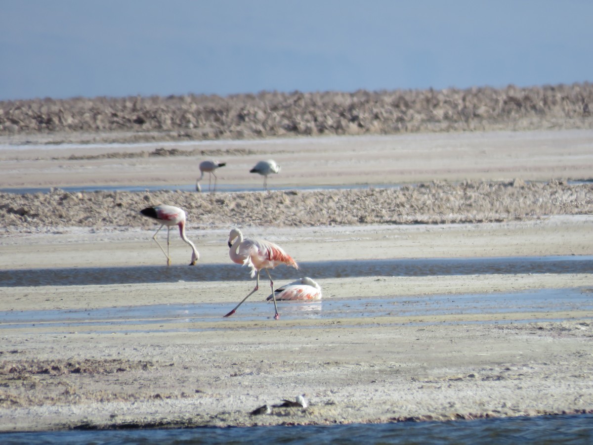 Chilean Flamingo - Mark Sopko