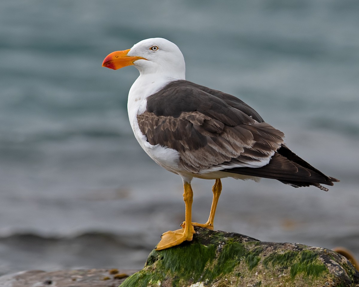 Pacific Gull - Hayley Alexander