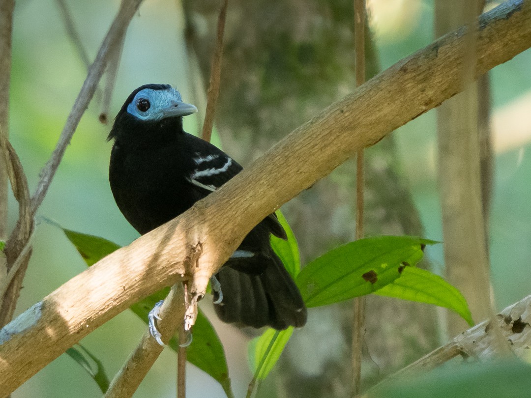 Bare-crowned Antbird - ML137330151