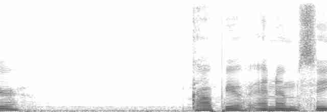 Короткохвостый поморник - ML137331