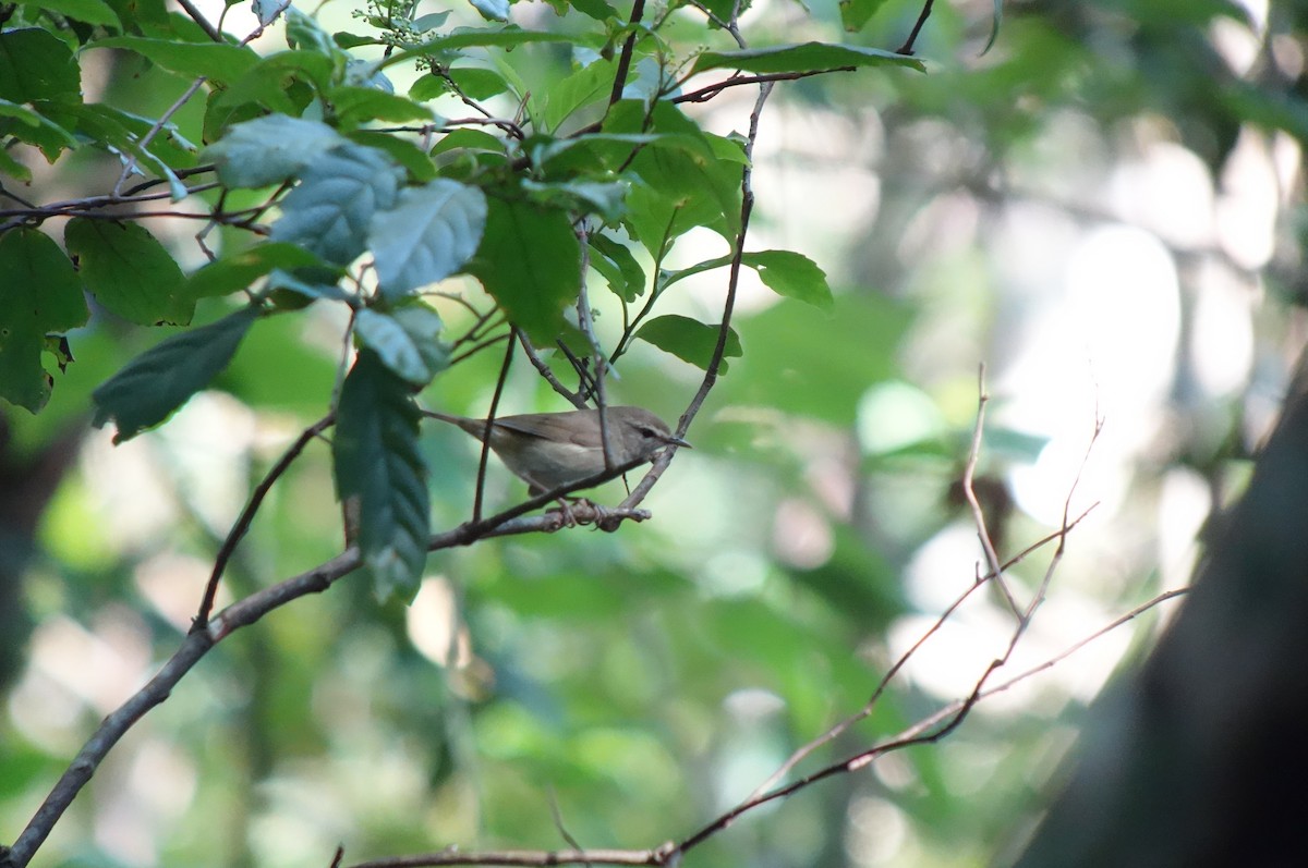 Japanese Bush Warbler - Tomohiro Iuchi
