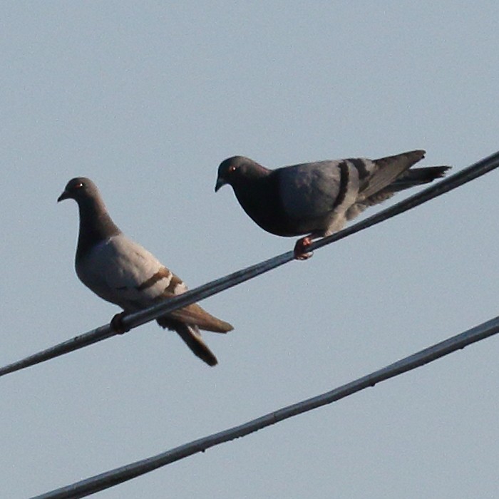 Rock Pigeon (Feral Pigeon) - Jaime Pires
