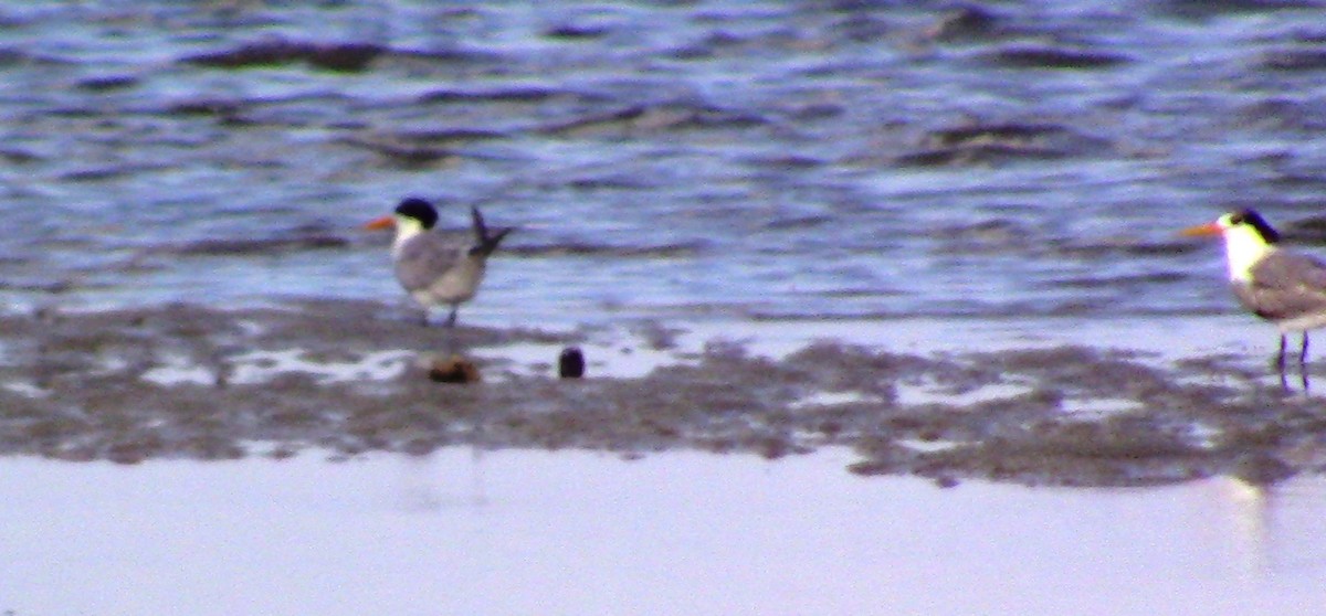 Lesser Crested Tern - Robert Anctil