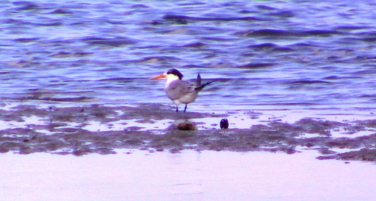Lesser Crested Tern - Robert Anctil