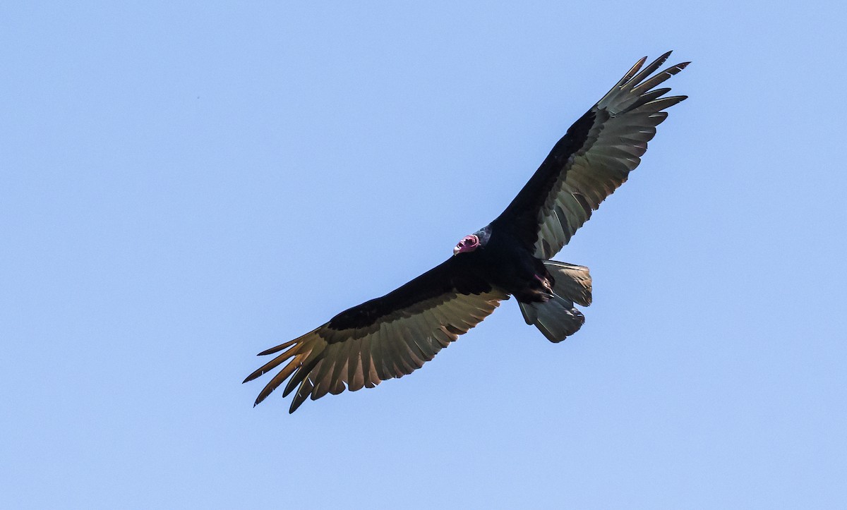 Turkey Vulture - ML137335041