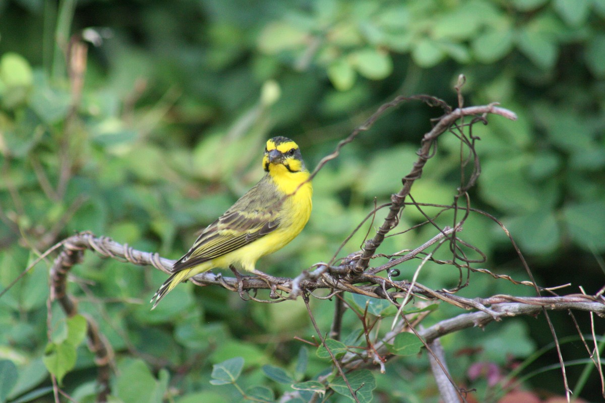 Yellow-fronted Canary - Robert Anctil