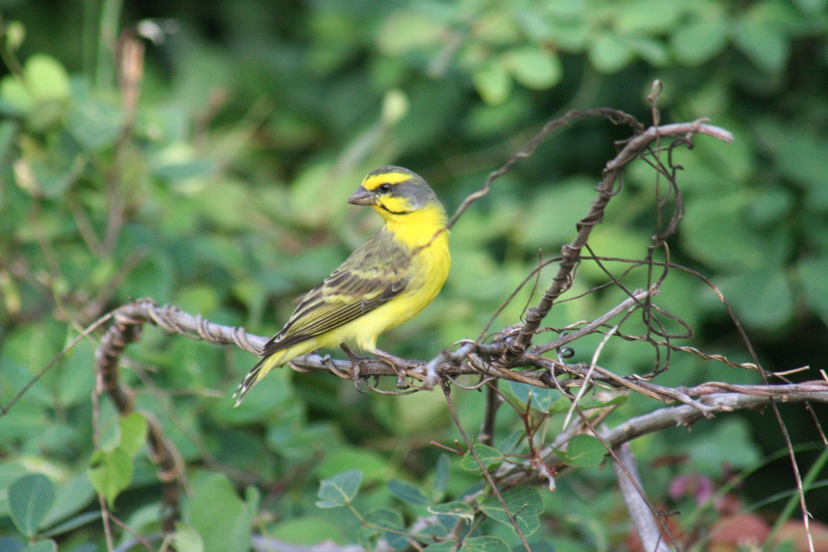 Yellow-fronted Canary - Robert Anctil