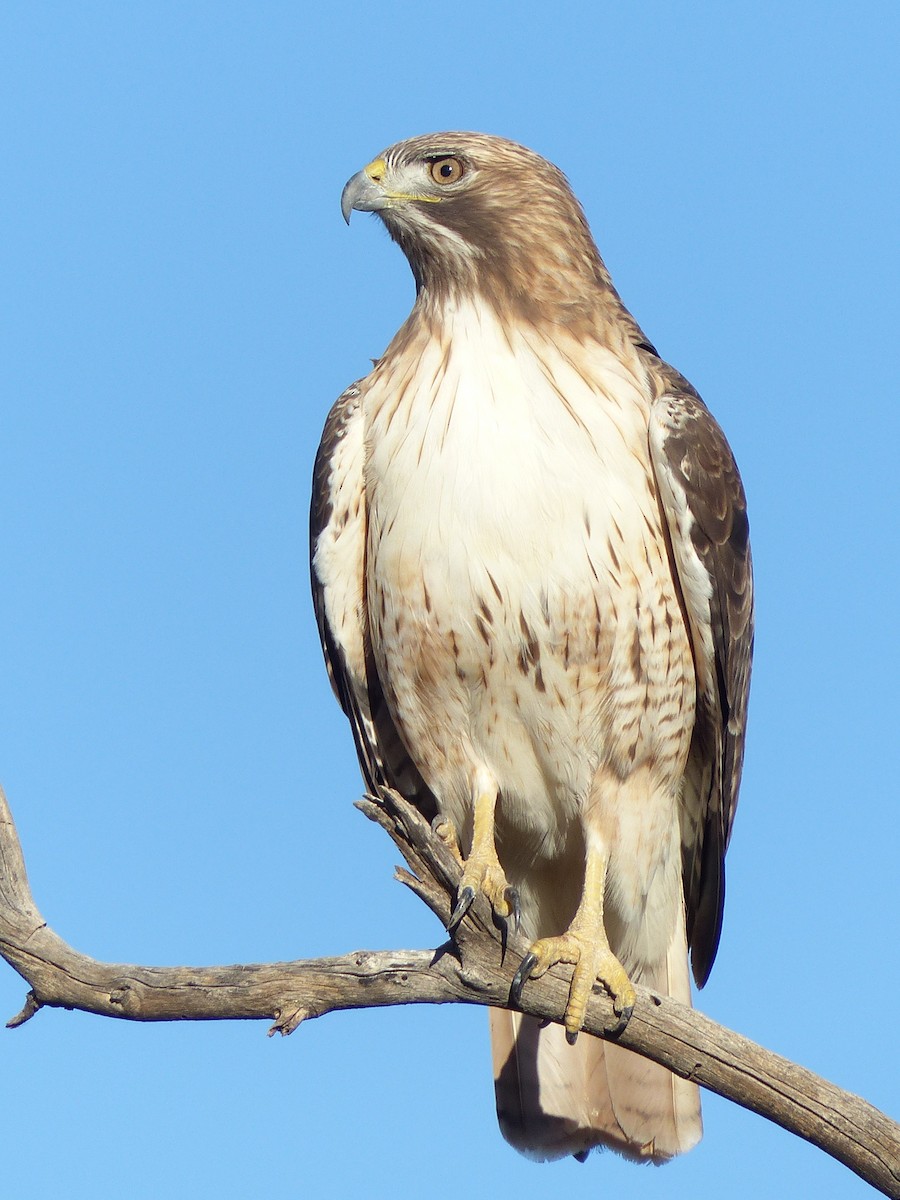 Red-tailed Hawk (fuertesi) - ML137339131