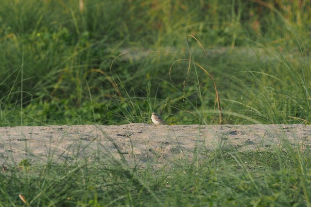 Bird at Irrawaddy River in Myanmar. - Sand Lark - 