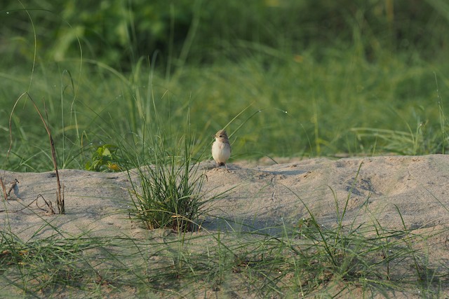 Bird in its habitat; Magway, Myanmar (subspecies <em class="SciName notranslate">raytal</em>). - Sand Lark - 
