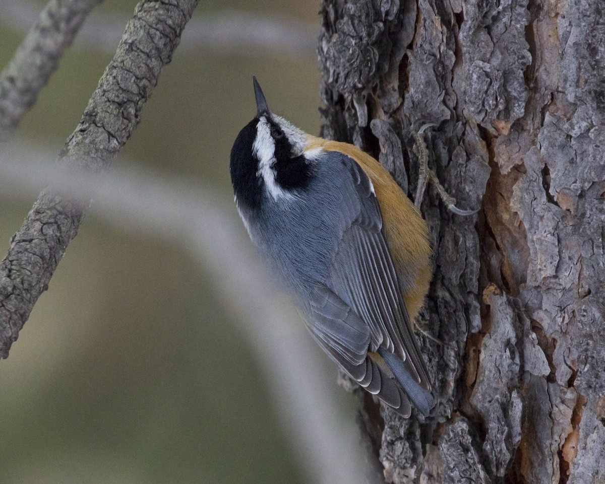 Red-breasted Nuthatch - Thomas Kallmeyer