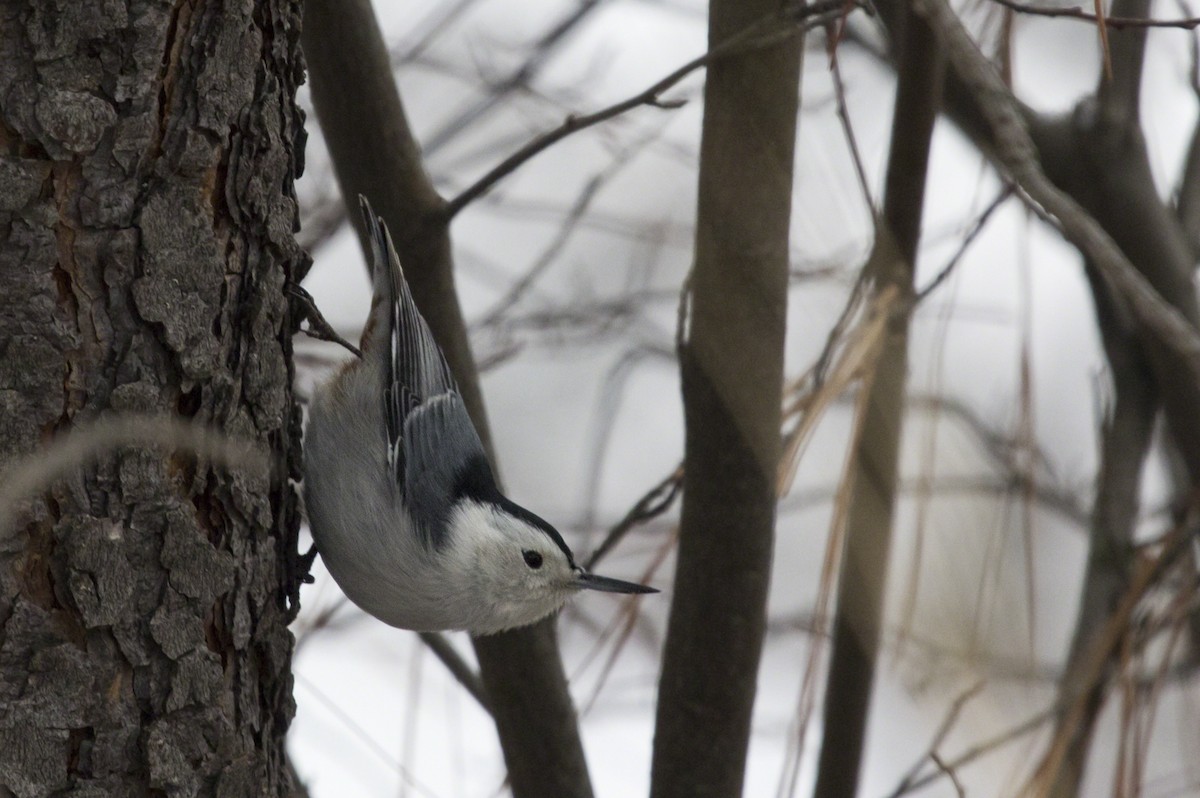 White-breasted Nuthatch - ML137342501