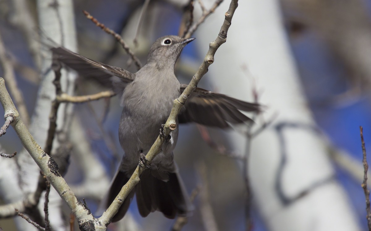 Townsend's Solitaire - ML137342621