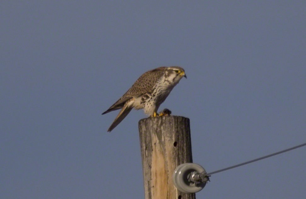 Prairie Falcon - Thomas Kallmeyer