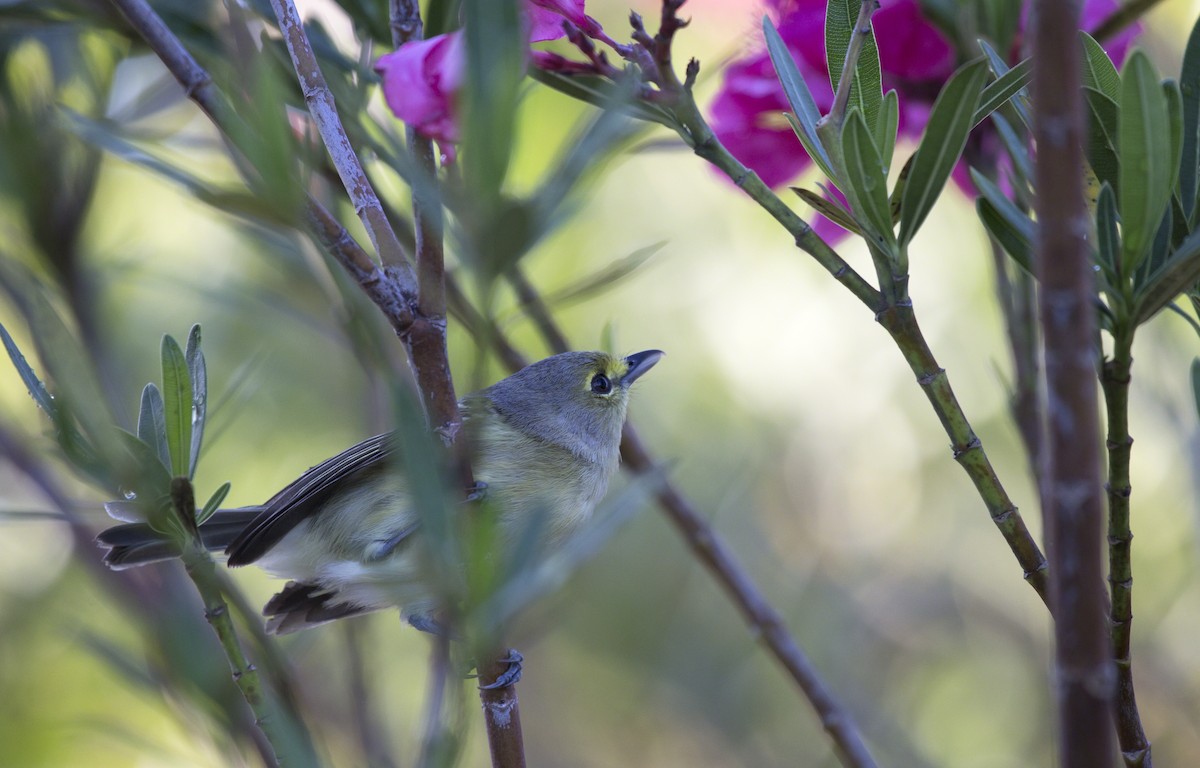 Thick-billed Vireo - ML137343611