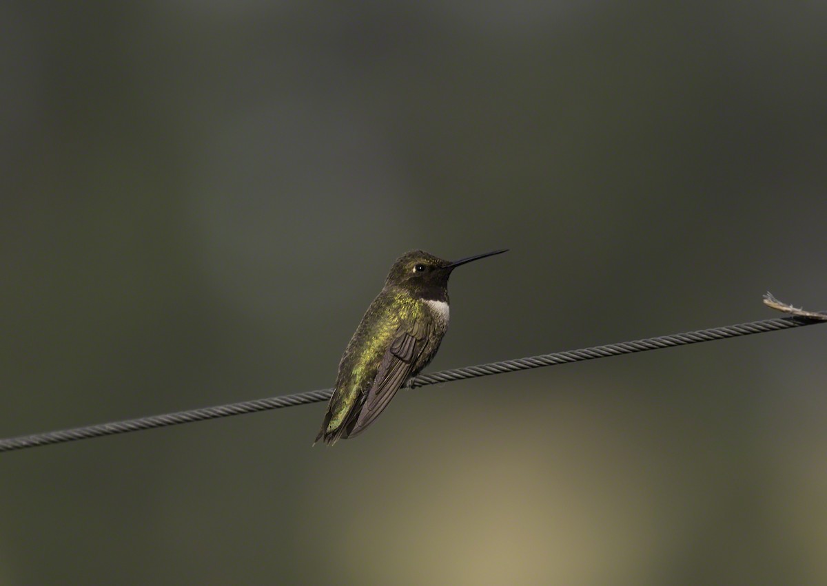 Black-chinned Hummingbird - Thomas Kallmeyer