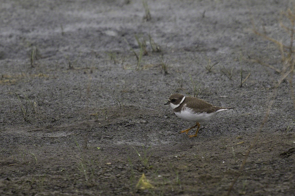 Semipalmated Plover - ML137344741