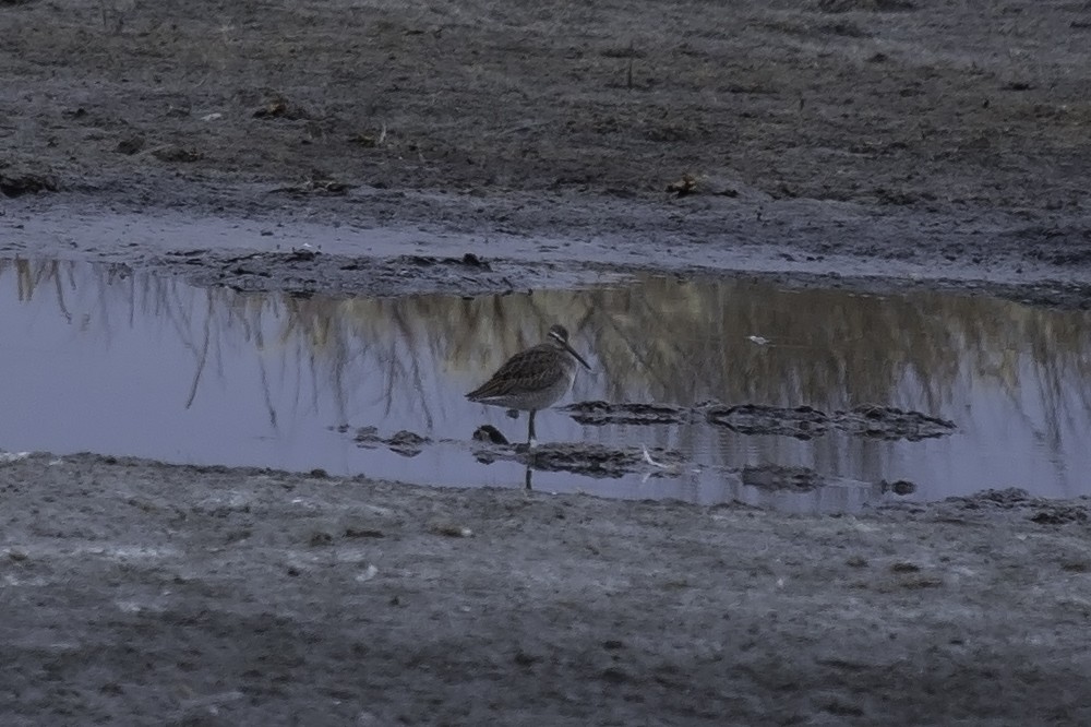 Long-billed Dowitcher - ML137345171