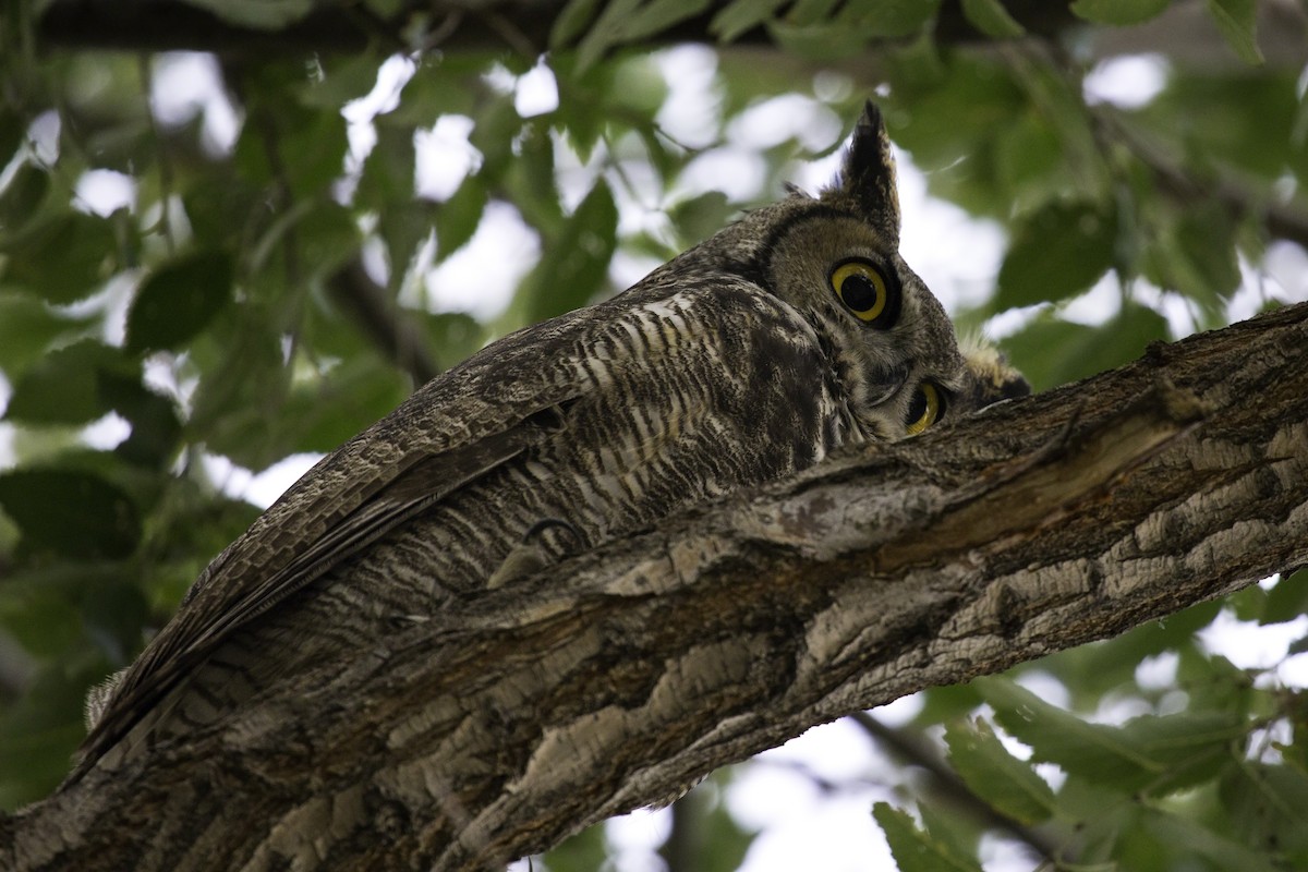 Great Horned Owl - ML137345181