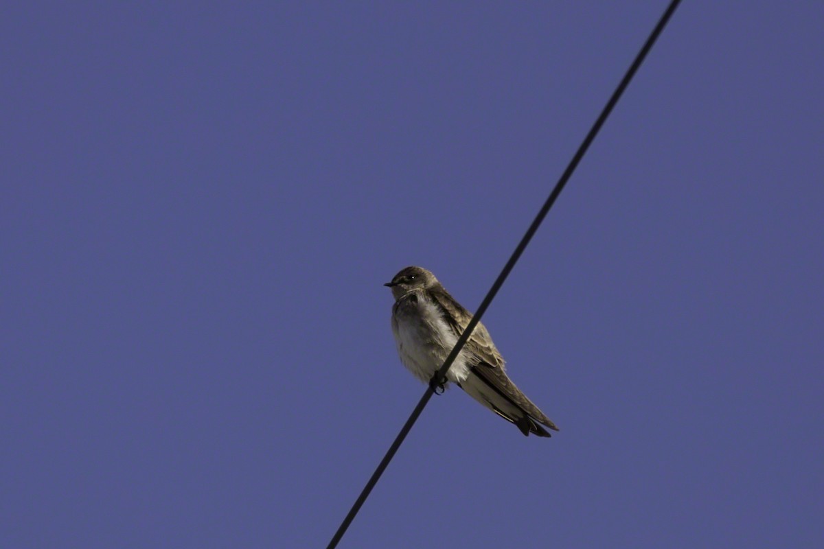 Northern Rough-winged Swallow - Thomas Kallmeyer
