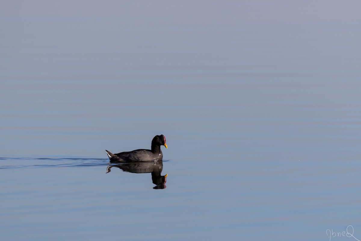 Red-fronted Coot - ML137347671