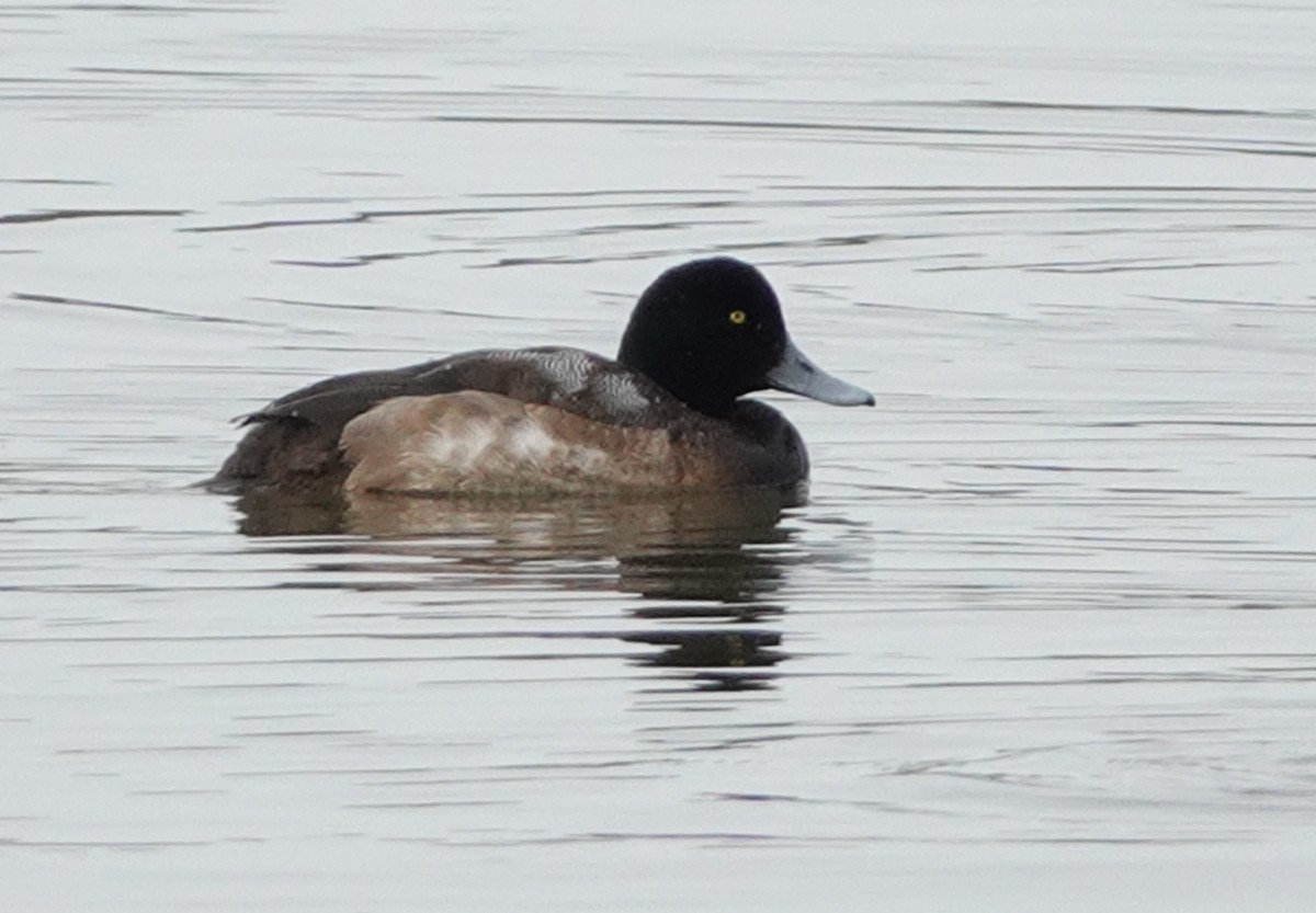 Greater Scaup - ML137349171