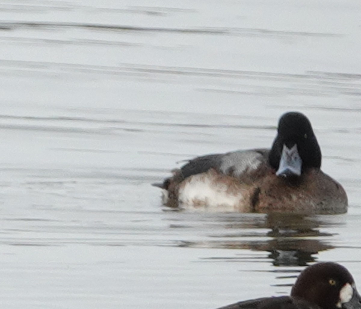 Greater Scaup - ML137349211