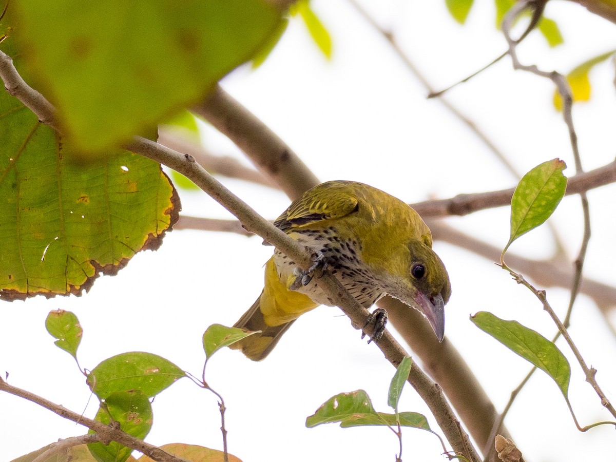Black-naped Oriole - Anonymous