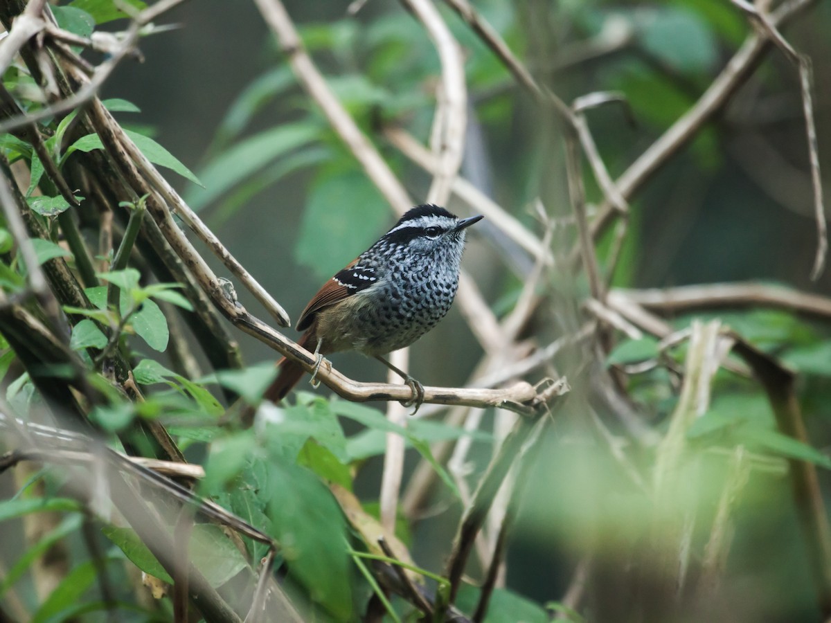 Rufous-tailed Antbird - ML137353531